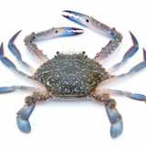 Granchio blu
